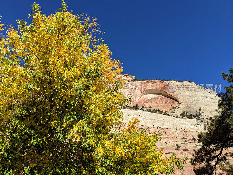 秋天的颜色的白杨树和box elder树在东高原的锡安国家公园附近的棋盘Mesa犹他州和凹洞在红色的岩石砂岩悬崖